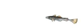 Samuel emote