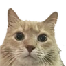 PogO emote