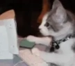 Catting emote