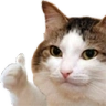ThumbsUpCat emote