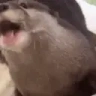 NOMNOM emote