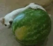 Melon3 emote