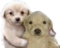 DogFriend emote