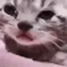 CatCry emote