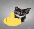 cat emote