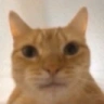 WhoAsked emote