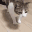 catFall