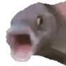 POGGERS emote
