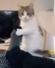 PleaseSpicy emote