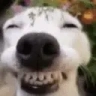 DogLookingSussyAndHappy emote