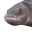PauseFish
