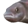 PauseFish emote