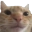WeirdCat