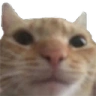 WeirdCat emote