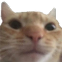 WeirdCat Twitch emote