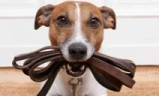 PawsChamp emote