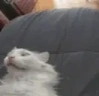 eing emote