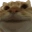 Emote