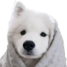 comfyDoggy emote
