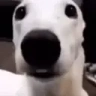 DogLookingSussyAndCold emote