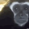 SadMonkey emote