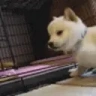 dogBOOP emote