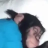SleepyMonkey emote