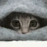 lurking emote