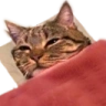 BedgeCat emote
