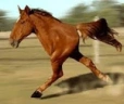 horse emote