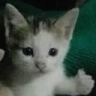 Okayge emote
