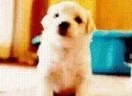 puppyHey emote