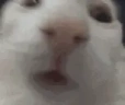 NoForkingWay emote