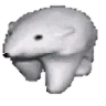 PolarStrut emote