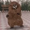 Bober emote