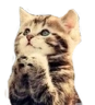 Prayge emote