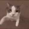 catKiss emote