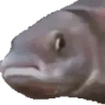 fishJam emote