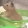 HamsterCircle emote