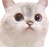WeirdCat emote