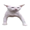 Dawg emote