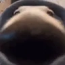 Whiter2kek emote