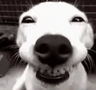 HAPPEEEE