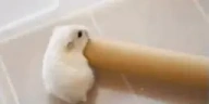 TWHOOPSTER emote