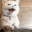 catAttention