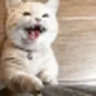catGetAttention emote