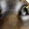 INSANECAT