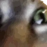 INSANECAT emote