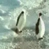 PenguinSlap emote