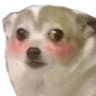 chiwaShy emote